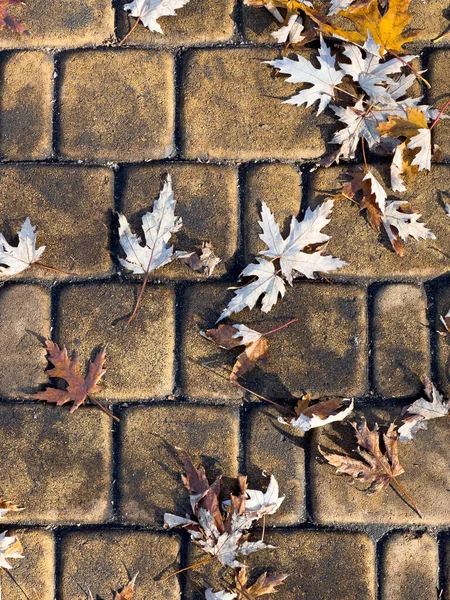 Yellowed fallen maple leaves on the sidewalk. High quality photo
