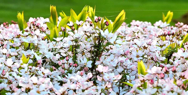 Çiçek açan bitkiler: Çiçek bahçesine yakın plan. Yüksek kalite fotoğraf