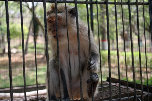 Monkey in a cage. Animal in the cage. Macaca fascicularis.