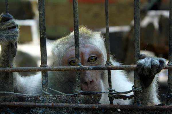 Monkey in a cage at the zoo. Animal in captivity.