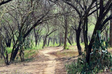 Ormanın ortasındaki orman yolunda. Yol ağaçlarla çevrili..