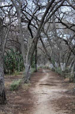 Ormandaki toprak yolda ağaçlar ve çimenler var.