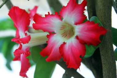 Adenyum obesum veya Impala zambağı veya Sahte Azalea