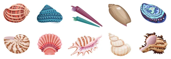 Seashells集矢量图解 卡通热带海洋动物的集合与海洋贝壳不同的颜色 图案和形状孤立的白色 海底生活概念 — 图库矢量图片