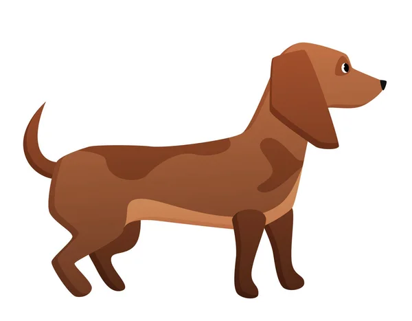 Dachshund Dog Breed Domestic Pet Family Friend Sausage Dog Vector — Stock Vector