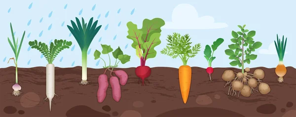 根茎蔬菜生长在花园的土壤中 底图上有植物病媒图解 海报背景中不同块茎的卡通画 其叶根结构在地面以下 — 图库矢量图片