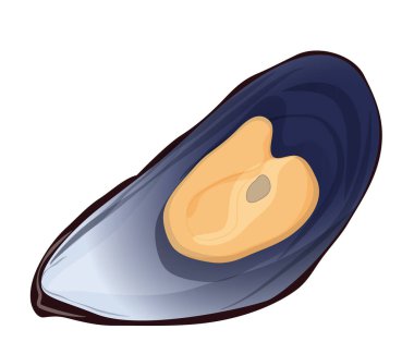 Taze deniz ürünleri midyesi. Kabuklu çiğ midyeler, deniz altı yaşamı, sağlıklı deniz ürünleri çizgi film çizimi.