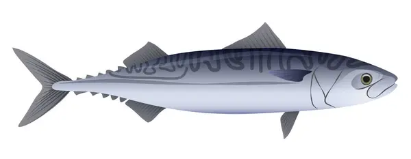 海の魚のマッケル 健康的なシーフード料理 海洋サダリン魚漫画ベクターイラスト — ストックベクタ