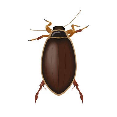 Kahverengi böcek, antenli ve bacaklı böceğin üst görüntüsü, böcek vektör çizimi