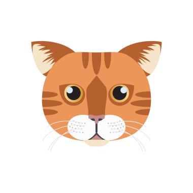 Habeş kedisi yüzü, yerli kızıl kısa saçlı kedicik çizimi tekir başı.