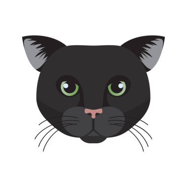 Bombay kedi yüzü, kısa saçlı siyah zarif kedi yavrusu resimlerinin başı.