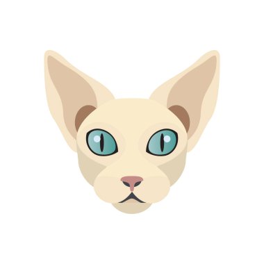 Sphynx kedi yüzü, tüysüz kedi yavrusunun tüysüz portresi.