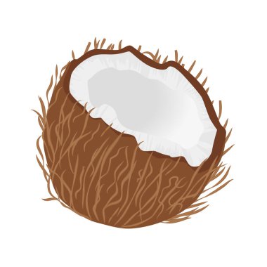 Derisi ve beyaz eti olan yarım hindistan cevizi, tropikal meyve çizimi.