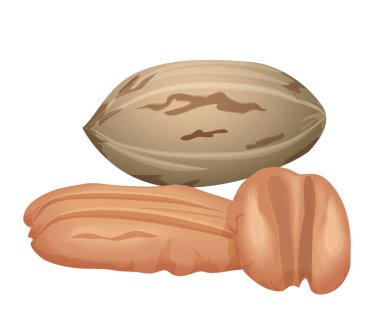 Kahverengi kabuklu ceviz. Yığın vektör illüstrasyonunda sağlıklı fındık çekirdeklerini aç.