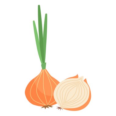 Bir soğan ampulünün vektör çizimi ve yeşil saplı yarımlar, ayrıntılı ve renkli..