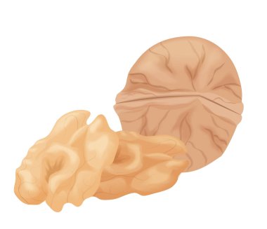 Ayrıntılı gerçekçi ceviz vektör çizimi, gıda ve sağlık tasarımları için idealdir.