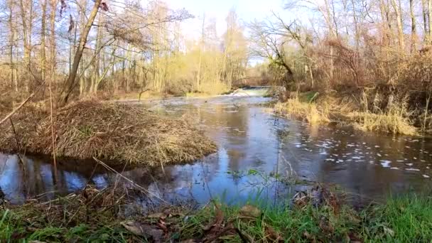 Дамба Водоспад Невеликій Річці Грабія Польща — стокове відео