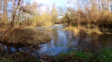 Küçük bir nehir üzerinde baraj ve şelale Grabia, Polonya.