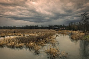 A small, wild river Grabia in central Poland.