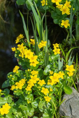 Caltha Palustris, Polonya 'da yaygın olarak bulunan bir bitkidir..