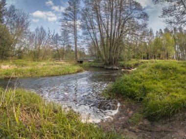 Orta Polonya 'daki küçük, vahşi Grabia nehrine bahar geldi..