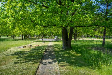 Polonya 'nın Zdunska Wola kentindeki tarihi Yahudi mezarlığı.