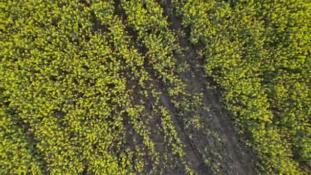 Flowering Rapeseed Field Month May — Stock Video