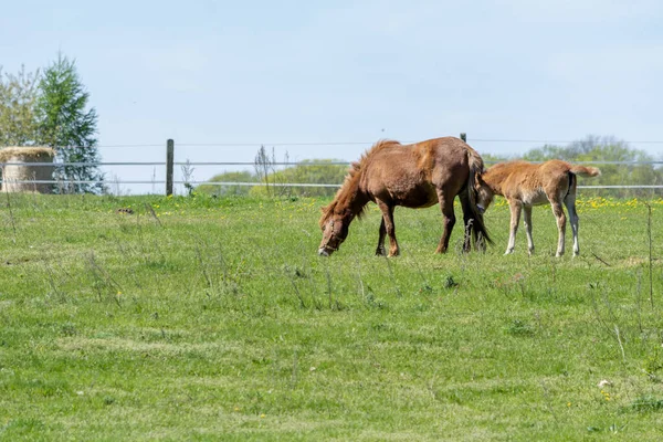 Άλογα Βόσκησης Στο Λιβάδι Πολωνία — Φωτογραφία Αρχείου