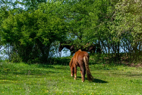 Лошади Пасутся Лугу Польша — стоковое фото