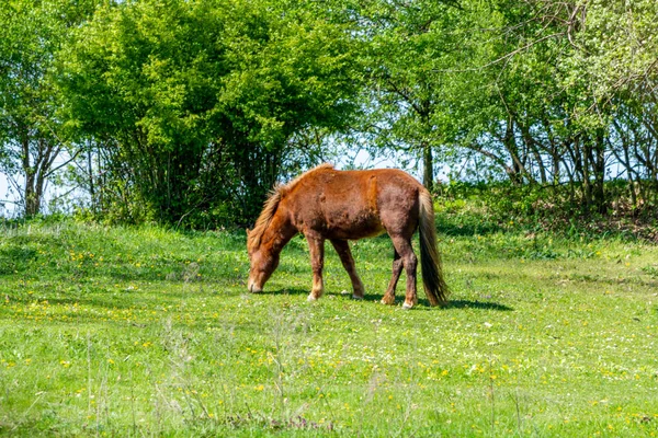 Paarden Grazen Het Weiland Polen — Stockfoto