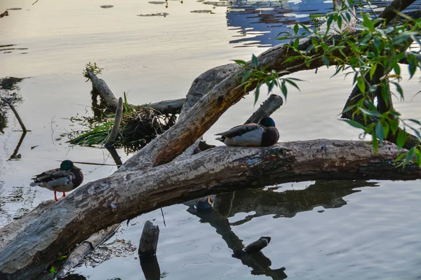 波兰湖中的鸟类 鸭和天鹅 — 图库照片