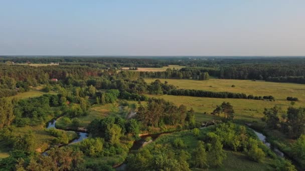 Мала Звивиста Річка Грабойя Центральній Польщі — стокове відео
