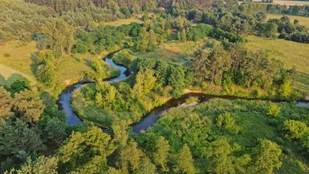 Orta Polonya Daki Küçük Kıvrımlı Grabia Nehri — Stok video