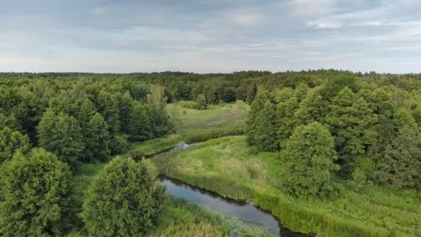 Мала Звивиста Річка Грабойя Центральній Польщі — стокове відео