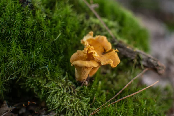 仙人掌 Chanterelles 一种仙人掌科的蘑菇 — 图库照片