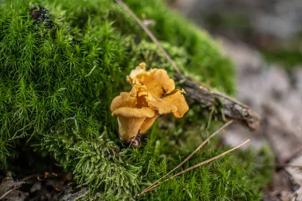 Chanterelles Species Mushrooms Echidaceae Family — Stock Photo, Image