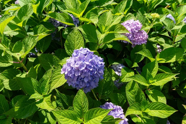 Bahçe ortancaları, güzel renkli çiçek açan çalılar..