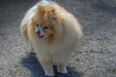 Tükürük köpek, insan tarafından pek değişmeyen bir cins..