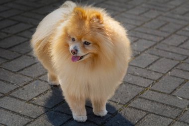 Tükürük köpek, insan tarafından pek değişmeyen bir cins..