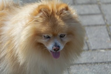 Tükürük köpek, insan tarafından pek değişmeyen bir cins..