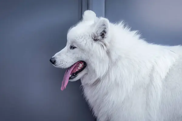 Portret Foto Van Een Prachtige Hond — Stockfoto