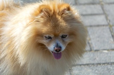 Güzel bir köpeğin portre fotoğrafı..