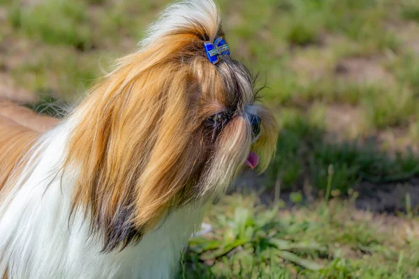 Portrétní Fotografie Krásného Psa — Stock fotografie