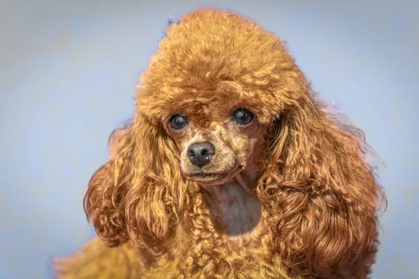 Portret Foto Van Een Prachtige Hond — Stockfoto
