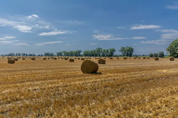 Straw Bale Field Mowed Grain — Stock Photo, Image