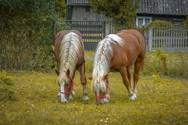 Ein Braunes Pferd Mit Heller Mähne — Stockfoto