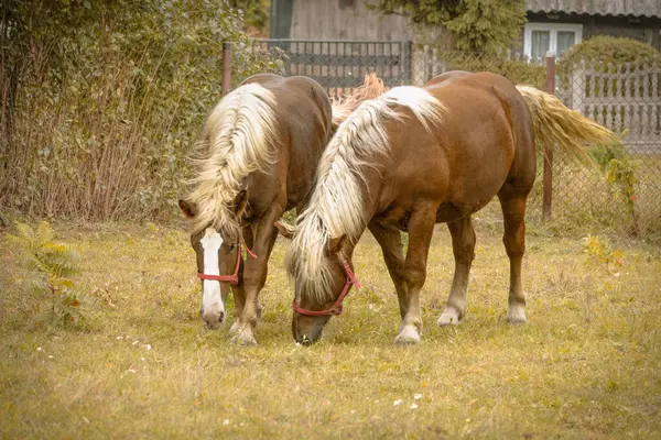 Ein Braunes Pferd Mit Heller Mähne — Stockfoto