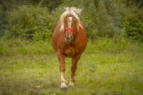 Een Bruin Paard Met Een Lichte Manen — Stockfoto