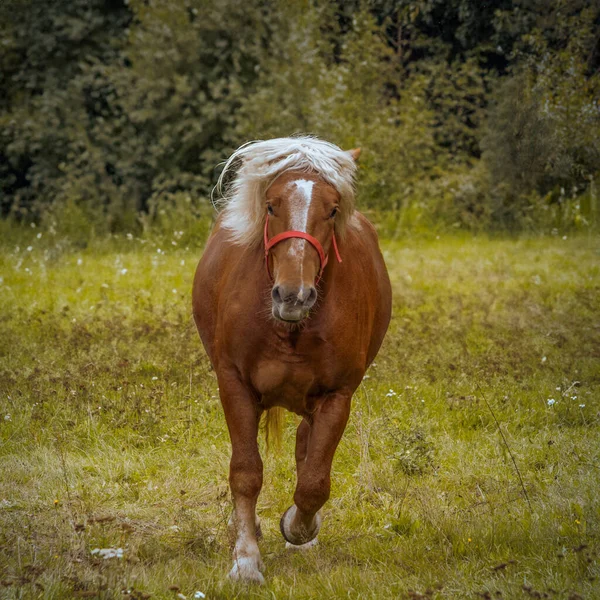 Cavallo Bruno Con Una Criniera Leggera — Foto Stock