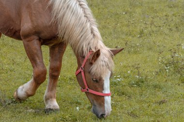 Açık renk yeleli kahverengi bir at..